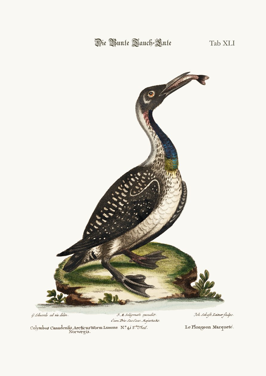 Den flekkete dykkeren eller lommen, 1749-73 av George Edwards