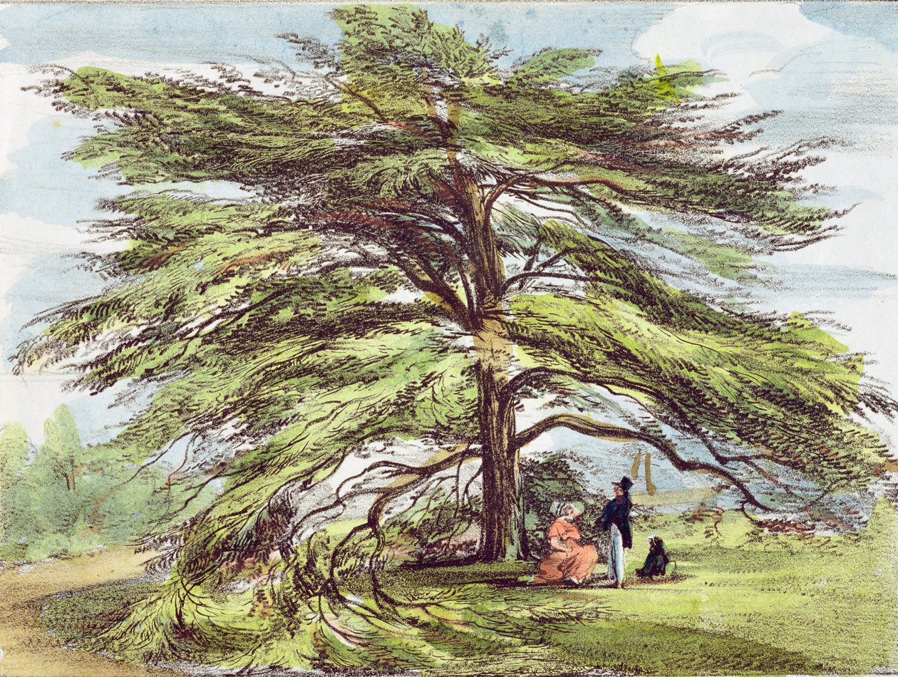 The Lebanon Cedar Tree in the Arboretum, Kew Gardens, plate 21 fra 