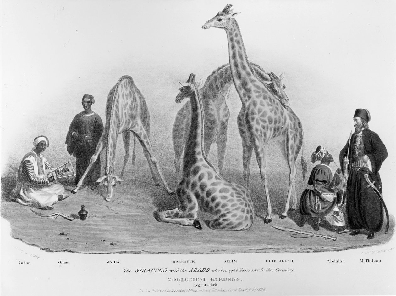 Sjiraffene med araberne som brakte dem til dette landet, Zoological Gardens, Regent