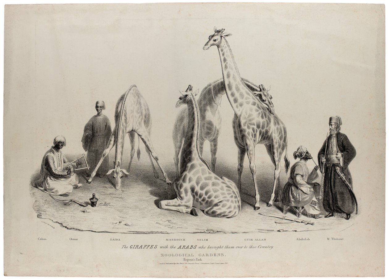Sjiraffene med araberne som brakte dem til dette landet, Zoological Gardens, Regents Park, London, juni 1836, litografi av Charles Hullmandel (1789-1850) av George Snr Scharf