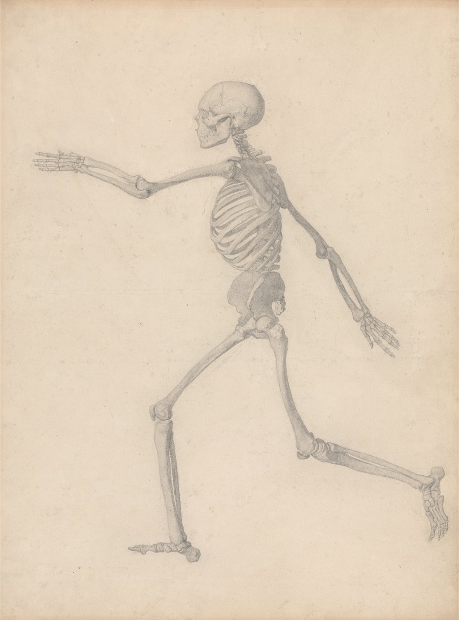 En komparativ anatomisk utstilling av menneskekroppens struktur med en tiger og en vanlig fugl: menneskelig skjelett, sideriss (nær sluttstudien for tabell III, men er forskjellig i detalj) av George Stubbs
