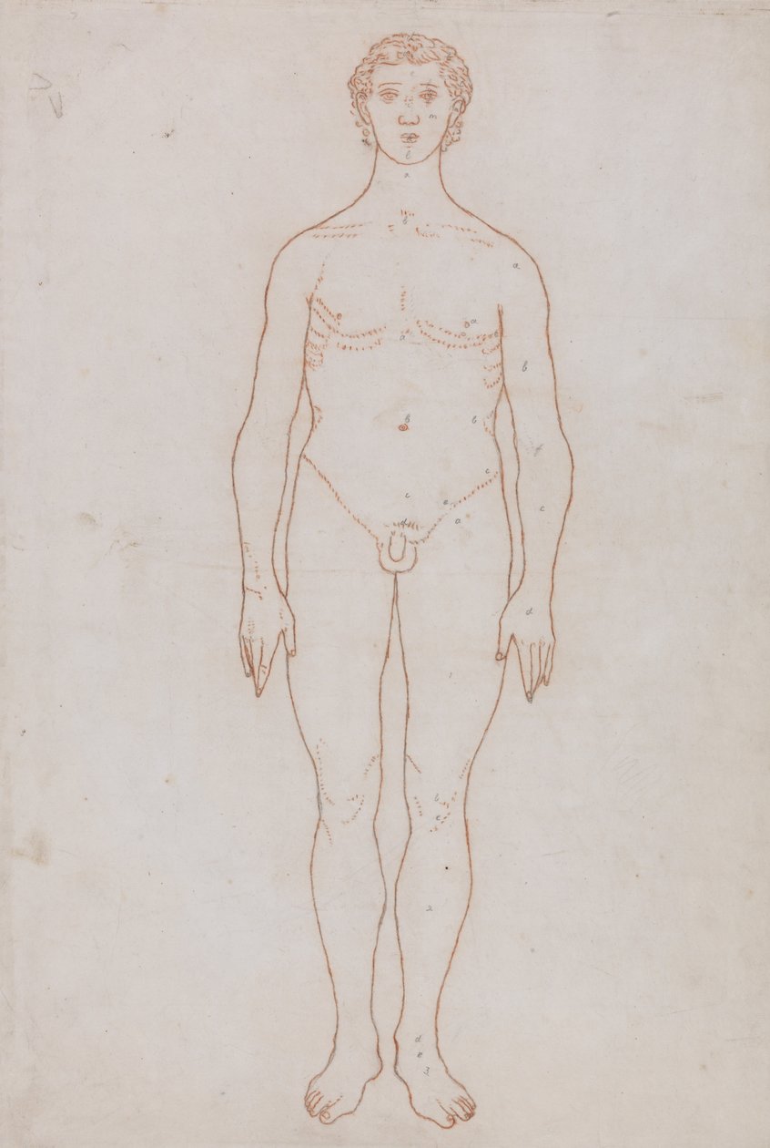 En komparativ anatomisk utstilling av menneskekroppens struktur med en tiger og en ... av George Stubbs