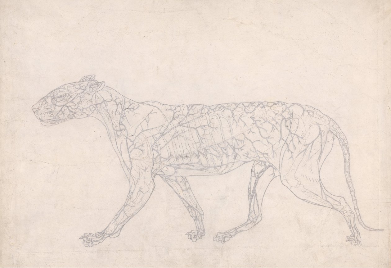 En komparativ anatomisk utstilling av menneskekroppens struktur med en tiger og en ... av George Stubbs