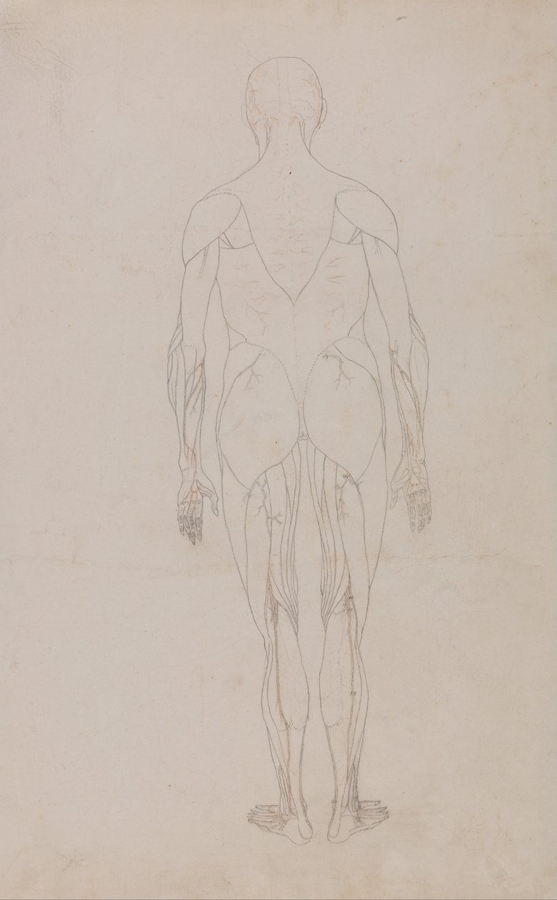 En komparativ anatomisk utstilling av menneskekroppens struktur med en tiger og en ... av George Stubbs