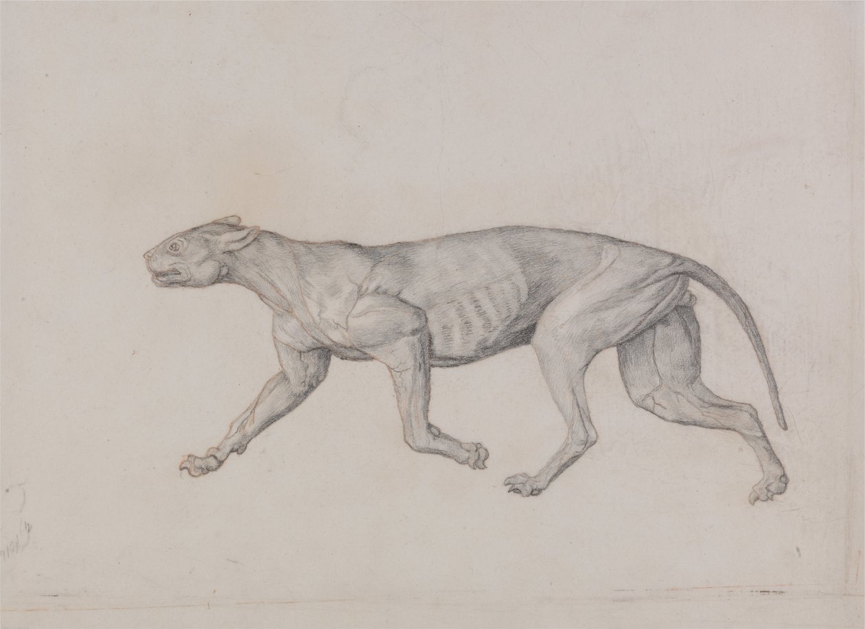 En komparativ anatomisk utstilling av menneskekroppens struktur med en tiger og en ... av George Stubbs