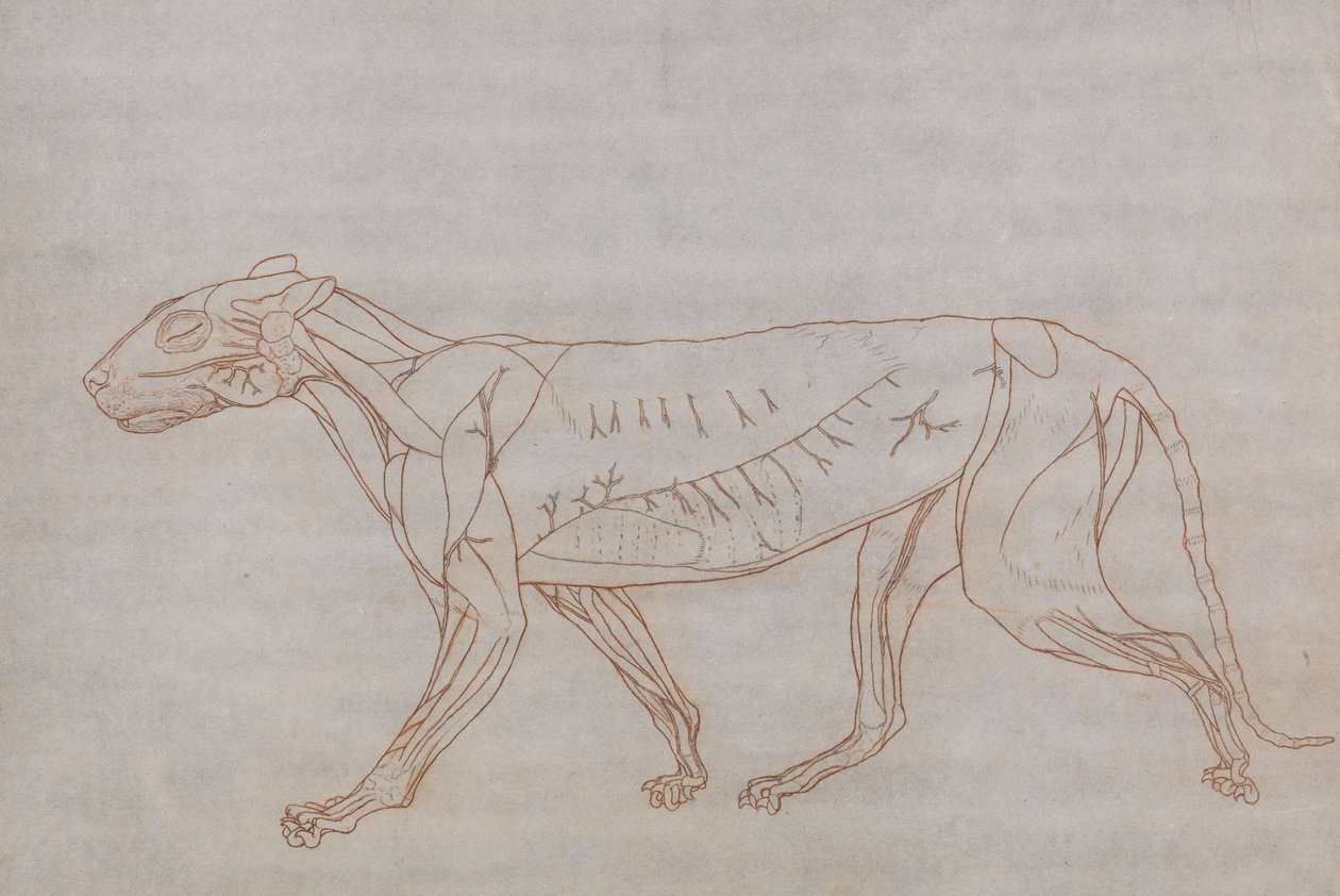 En komparativ anatomisk utstilling av menneskekroppens struktur med en tiger og en ... av George Stubbs