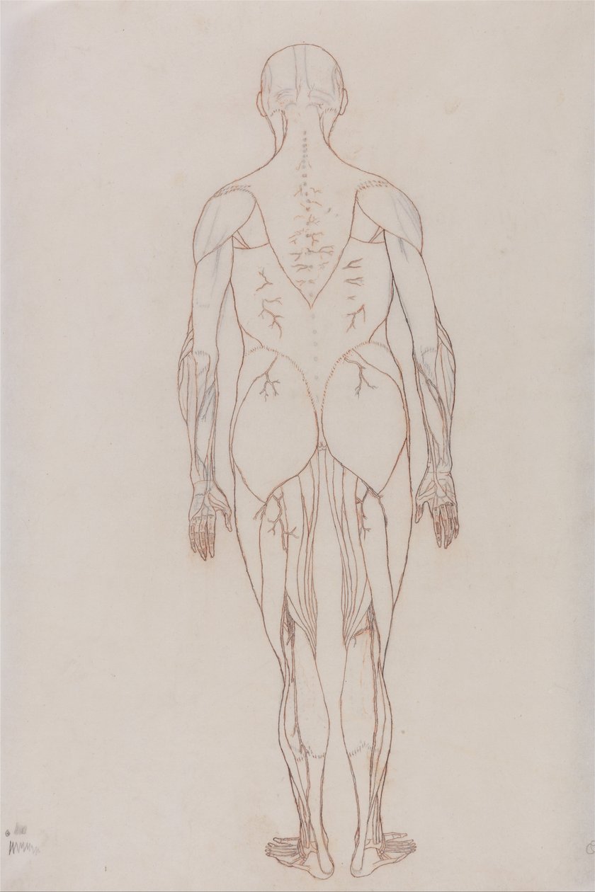 En komparativ anatomisk utstilling av menneskekroppens struktur med en tiger og en ... av George Stubbs
