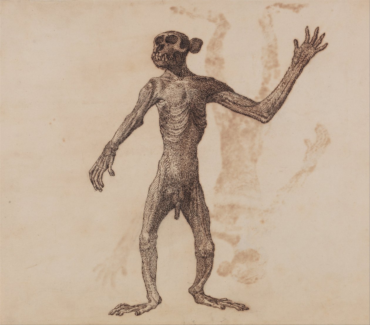En komparativ anatomisk utstilling av menneskekroppens struktur med en tiger og en ... av George Stubbs