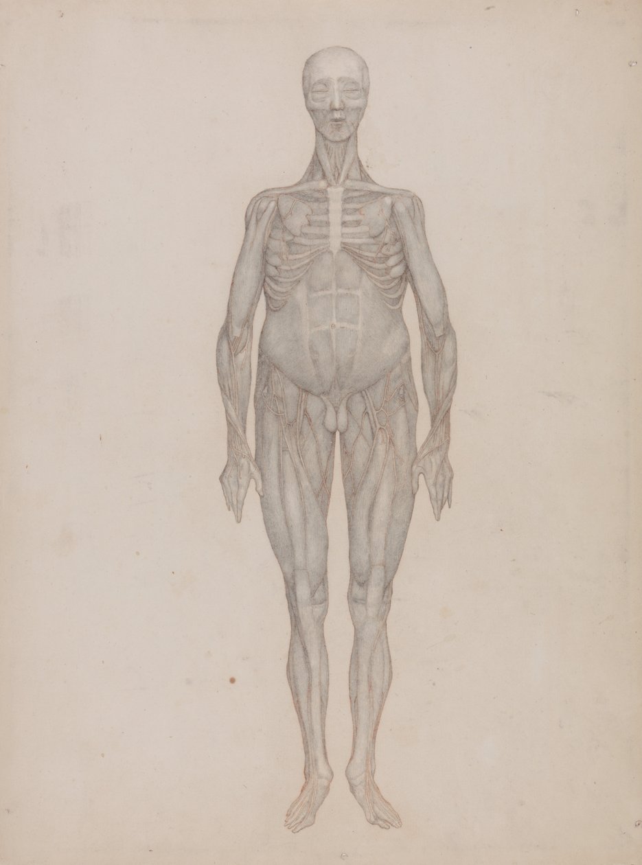 En komparativ anatomisk utstilling av menneskekroppens struktur med en tiger og en ... av George Stubbs