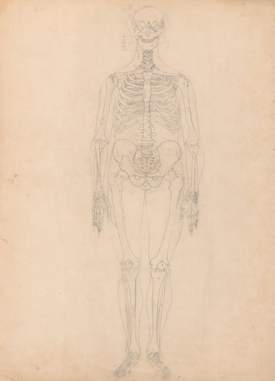 En komparativ anatomisk utstilling av menneskekroppens struktur med en tiger og en ... av George Stubbs