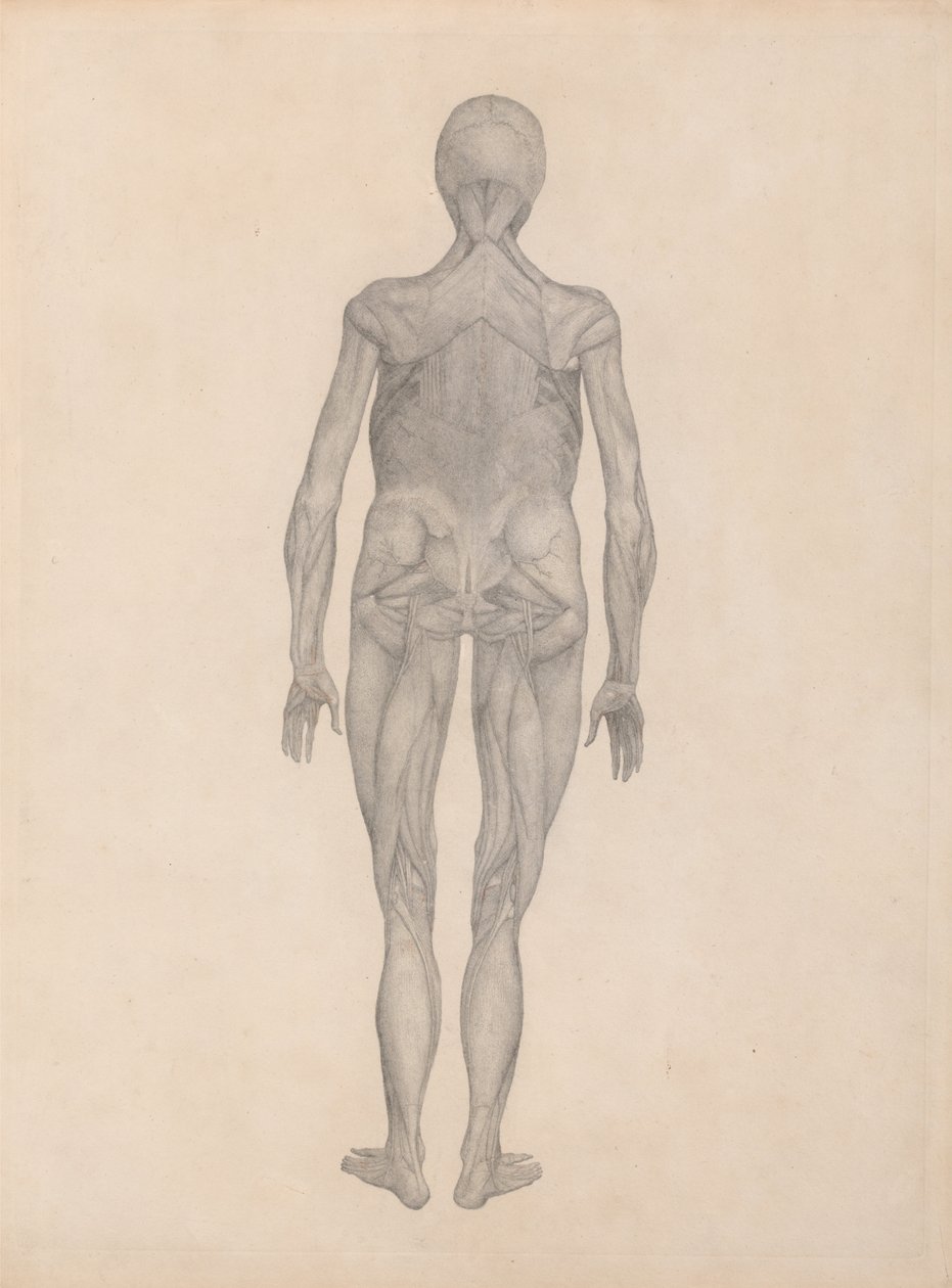 En komparativ anatomisk utstilling av menneskekroppens struktur med en tiger og en ... av George Stubbs