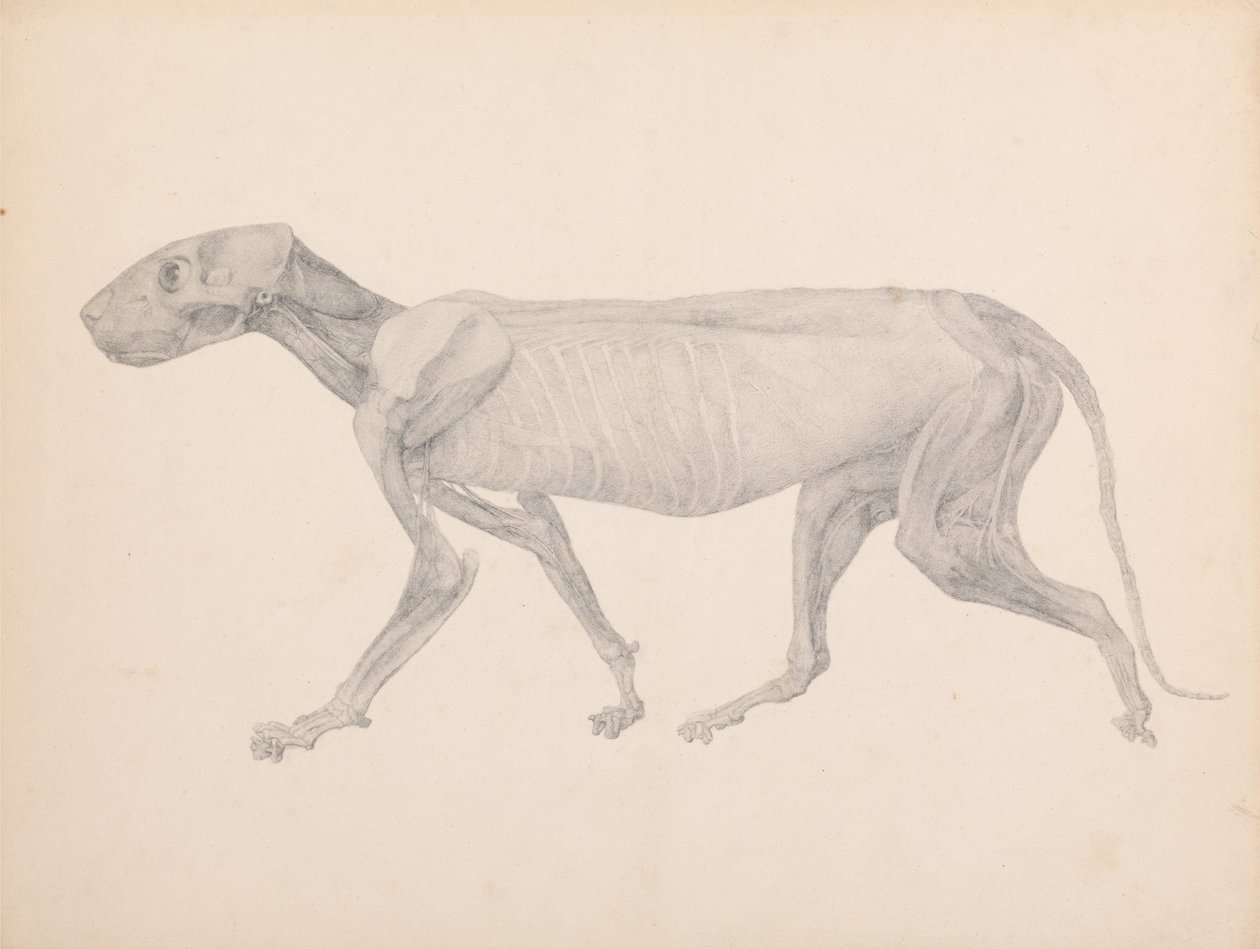 En komparativ anatomisk utstilling av menneskekroppens struktur med en tiger og en ... av George Stubbs