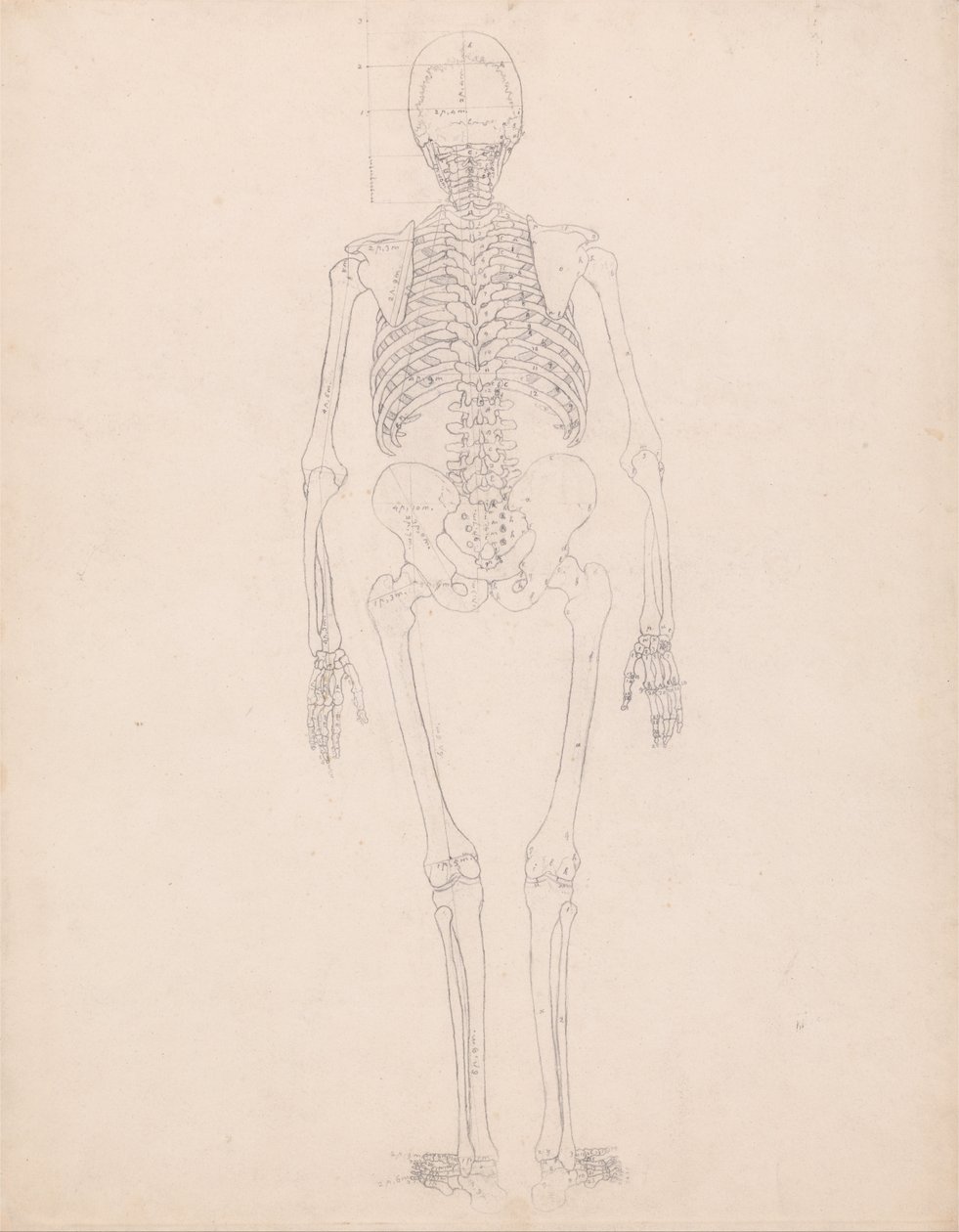 En komparativ anatomisk utstilling av menneskekroppens struktur med en tiger og en ... av George Stubbs