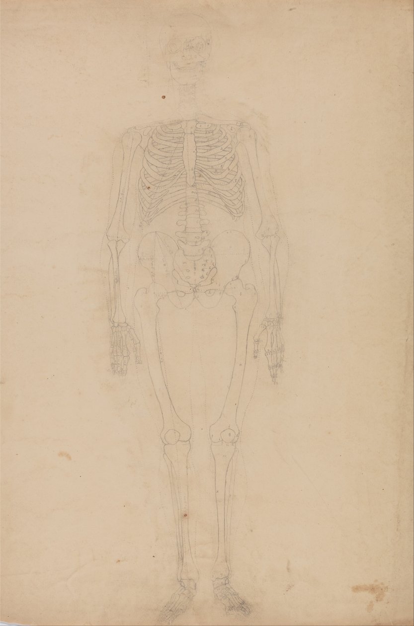 En komparativ anatomisk utstilling av menneskekroppens struktur med en tiger og en ... av George Stubbs