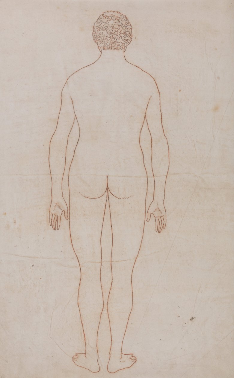 En komparativ anatomisk utstilling av menneskekroppens struktur med en tiger og en ... av George Stubbs