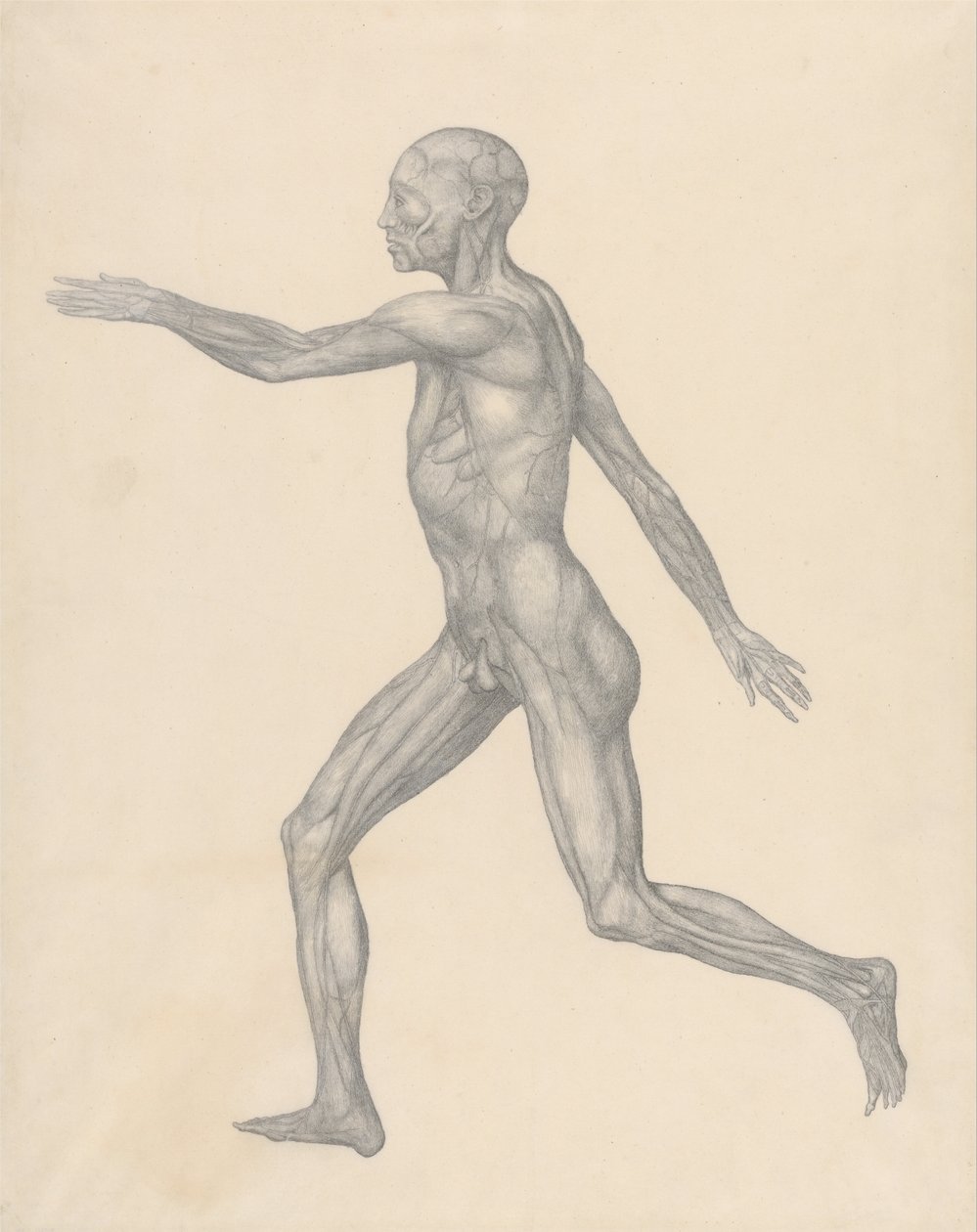 En komparativ anatomisk utstilling av menneskekroppens struktur med en tiger og en ... av George Stubbs