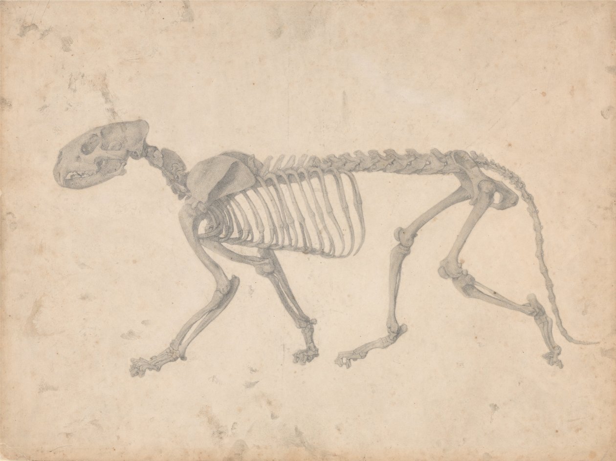 En komparativ anatomisk utstilling av menneskekroppens struktur med en tiger av George Stubbs