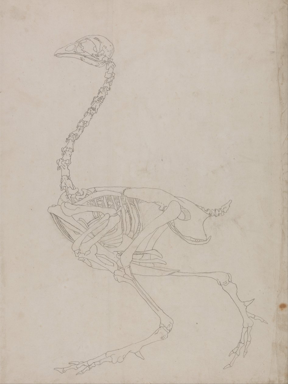 En komparativ anatomisk utstilling av menneskekroppens struktur med en tiger og en ... av George Stubbs