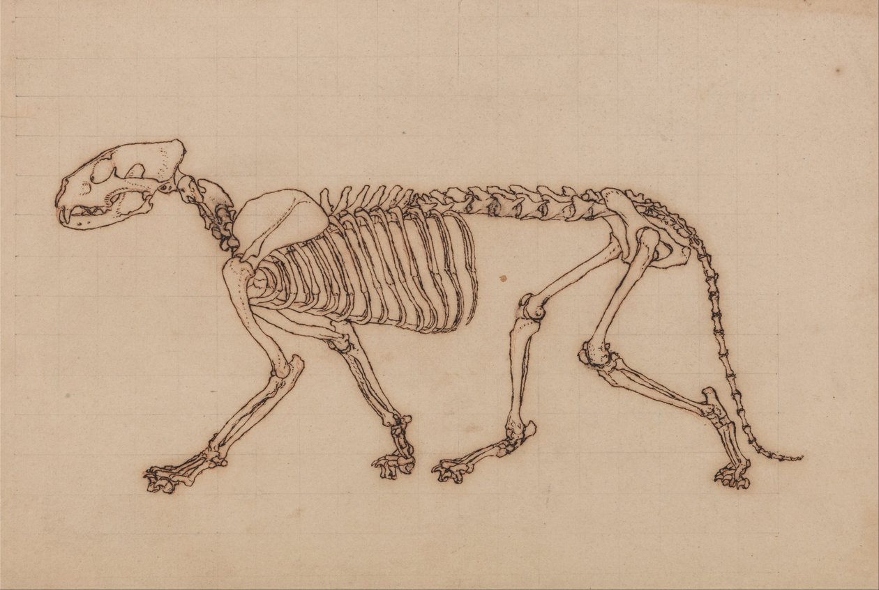 En komparativ anatomisk utstilling av menneskekroppens struktur med en tiger og en ... av George Stubbs