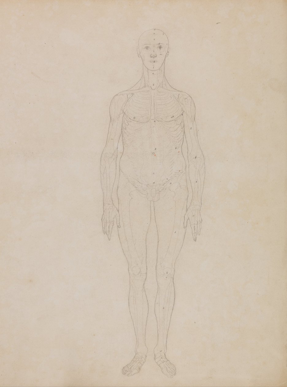 En komparativ anatomisk utstilling av menneskekroppens struktur med en tiger og en ... av George Stubbs
