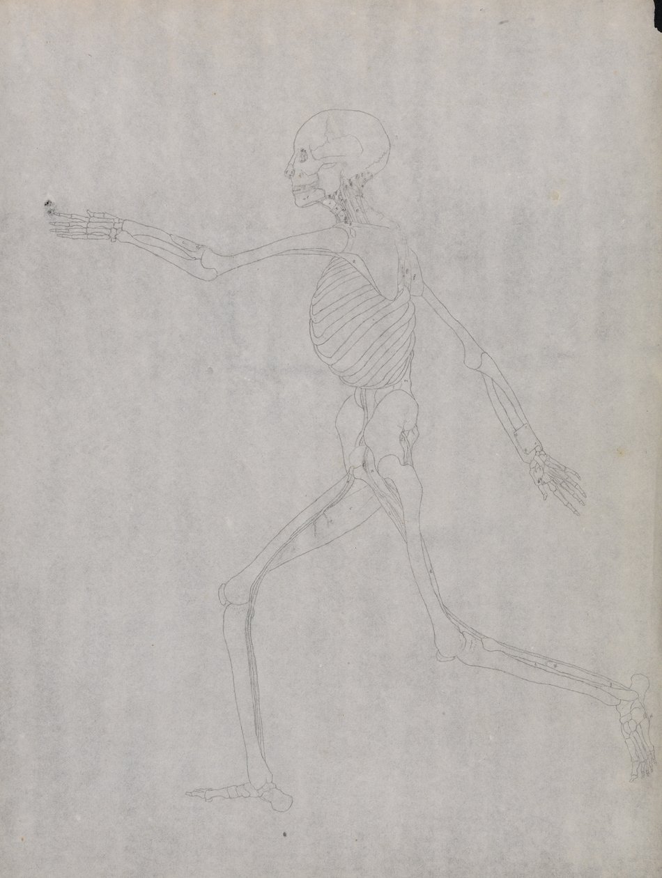 En komparativ anatomisk utstilling av menneskekroppens struktur med en tiger og en ... av George Stubbs