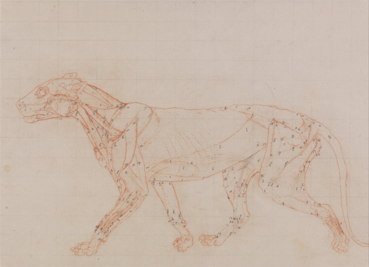 En komparativ anatomisk utstilling av menneskekroppens struktur med en tiger og en ... av George Stubbs