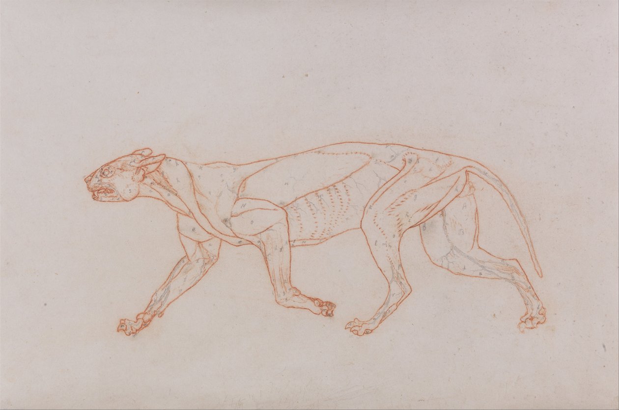 En komparativ anatomisk utstilling av menneskekroppens struktur med en tiger og en ... av George Stubbs