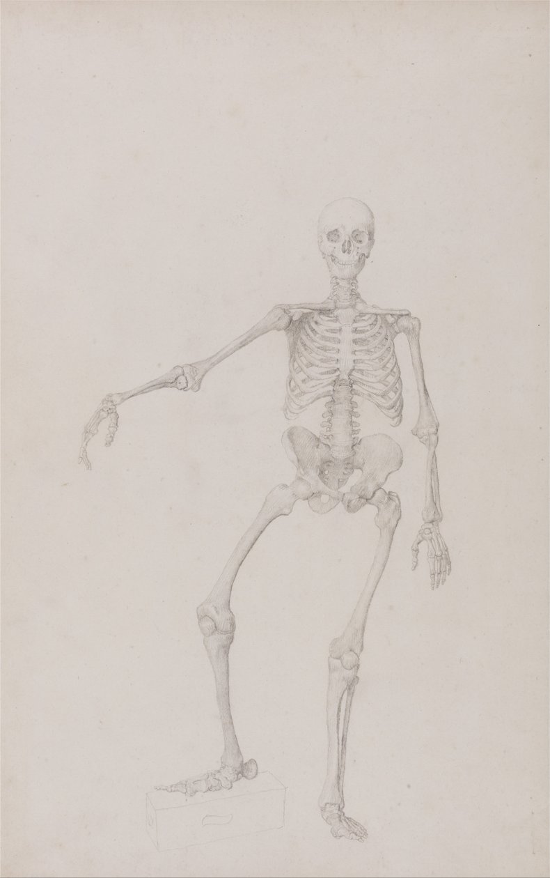 En komparativ anatomisk utstilling av menneskekroppens struktur med en tiger og en ... av George Stubbs