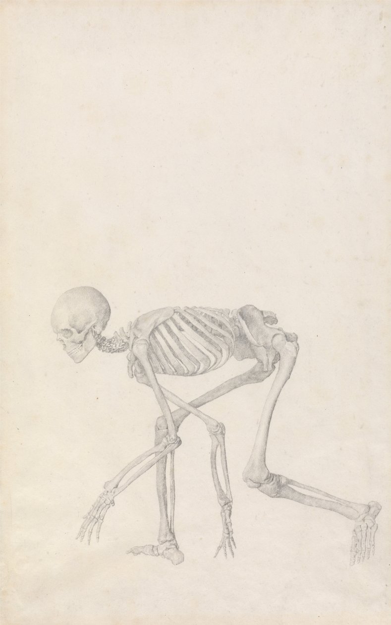 En komparativ anatomisk utstilling av menneskekroppens struktur med en tiger og en ... av George Stubbs