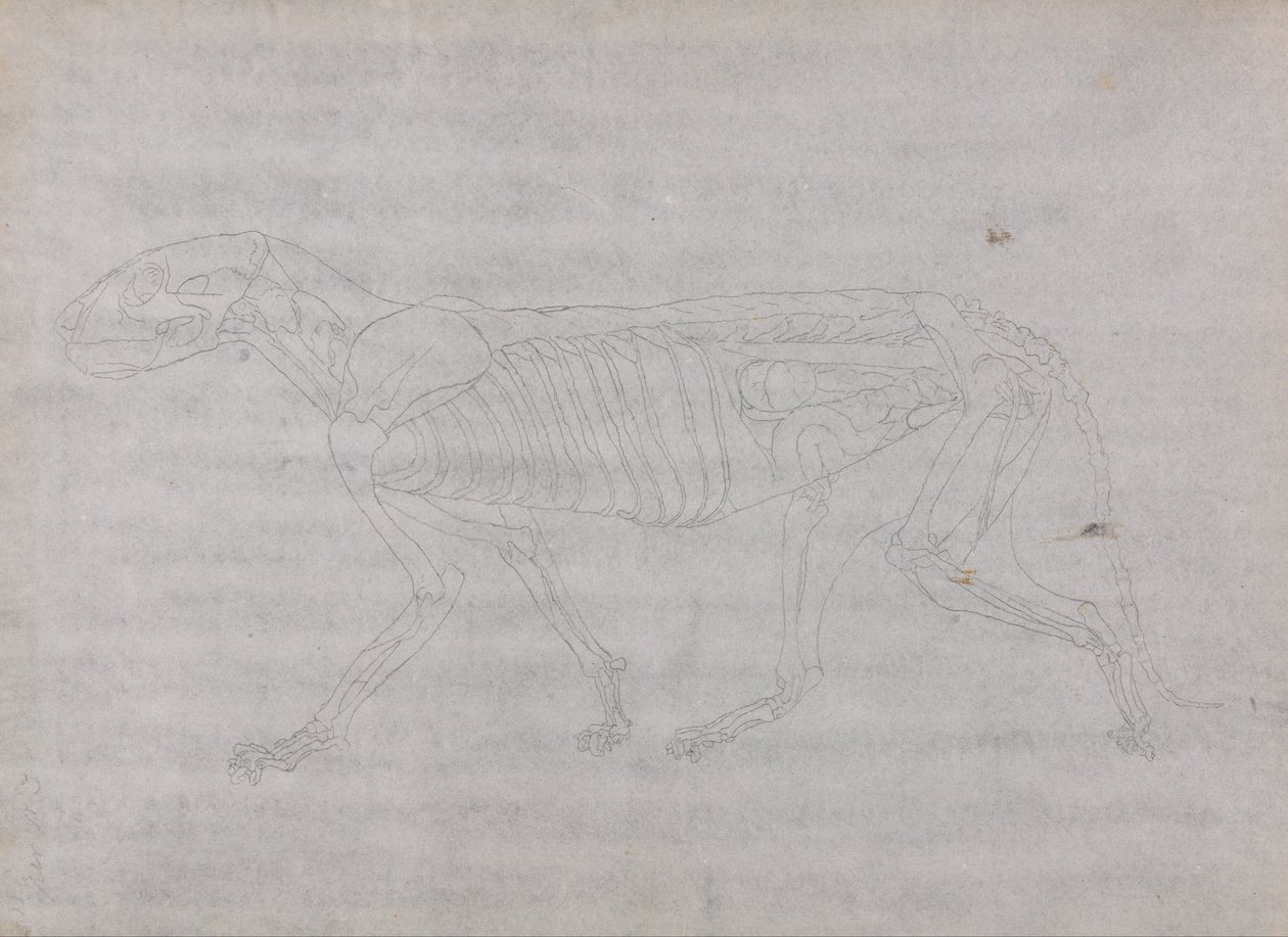 En komparativ anatomisk utstilling av menneskekroppens struktur med en tiger og en ... av George Stubbs