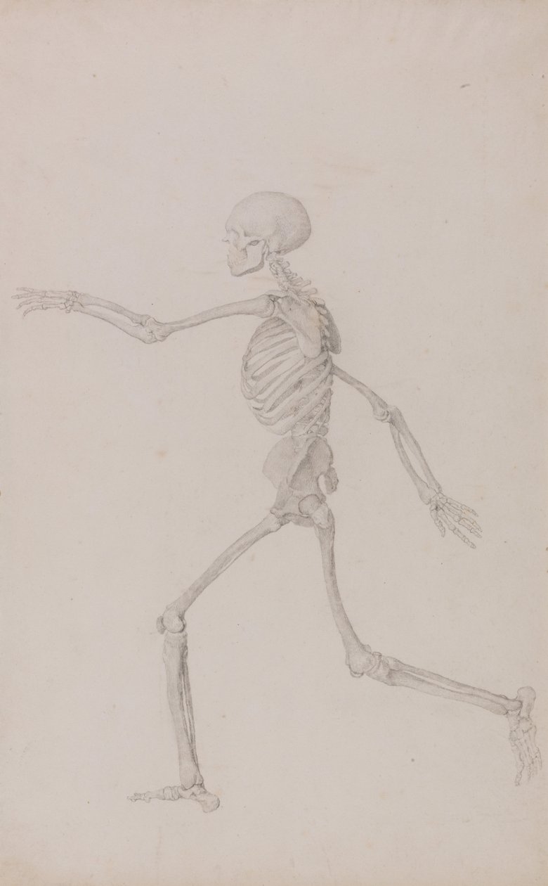 En komparativ anatomisk utstilling av menneskekroppens struktur med en tiger og en ... av George Stubbs