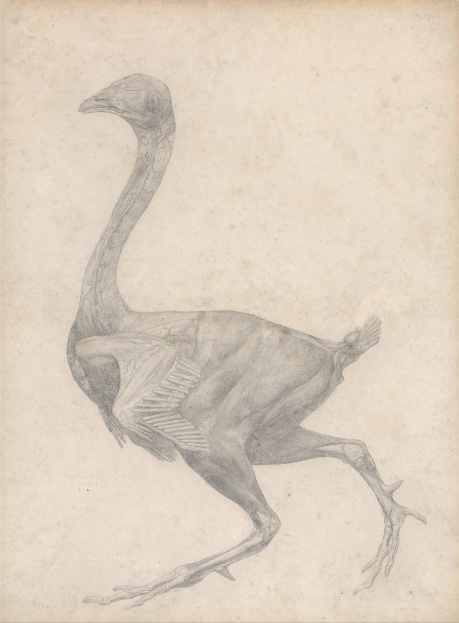En komparativ anatomisk utstilling av menneskekroppens struktur med en tiger og en ... av George Stubbs
