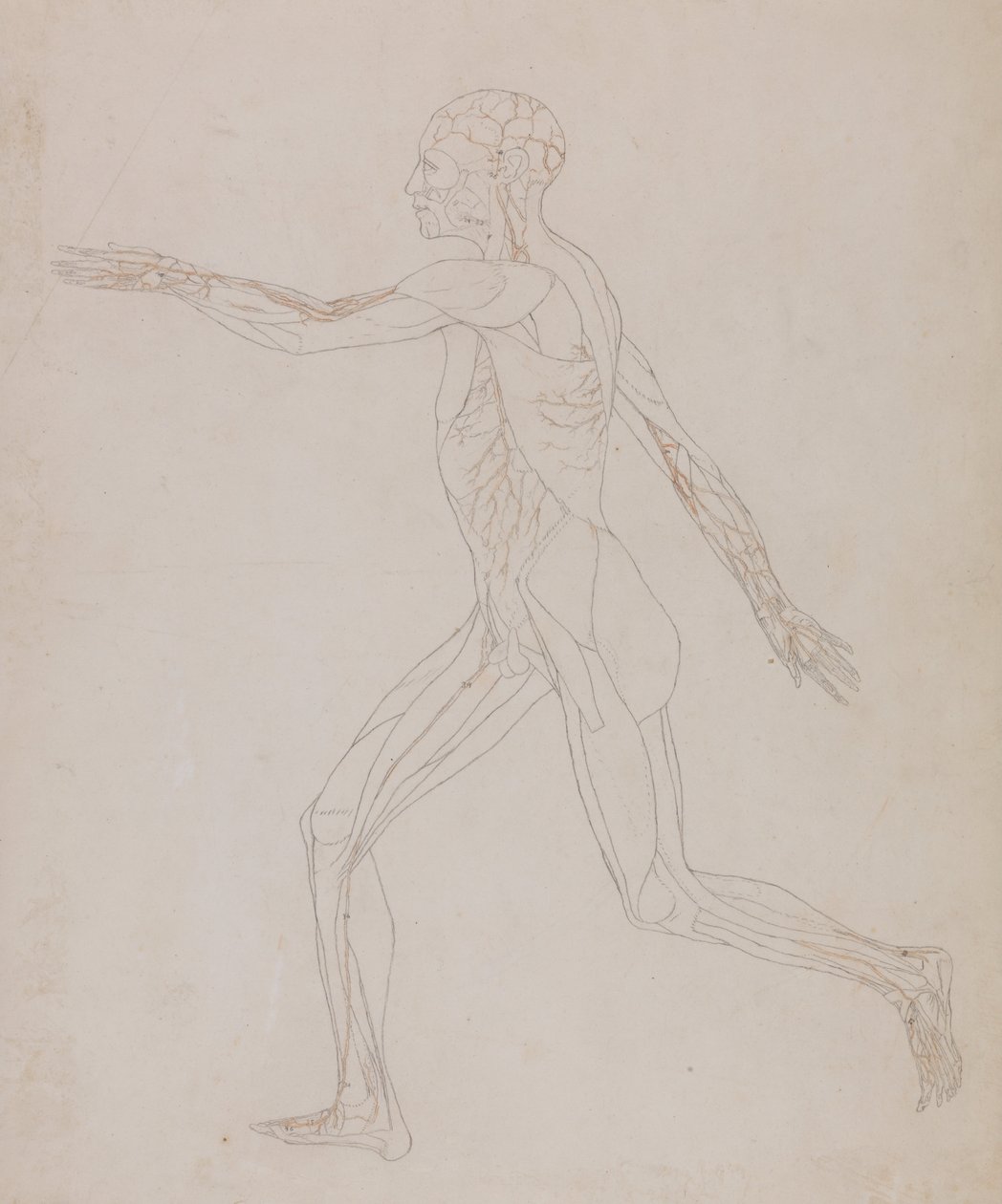 En komparativ anatomisk utstilling av menneskekroppens struktur med en tiger og en ... av George Stubbs