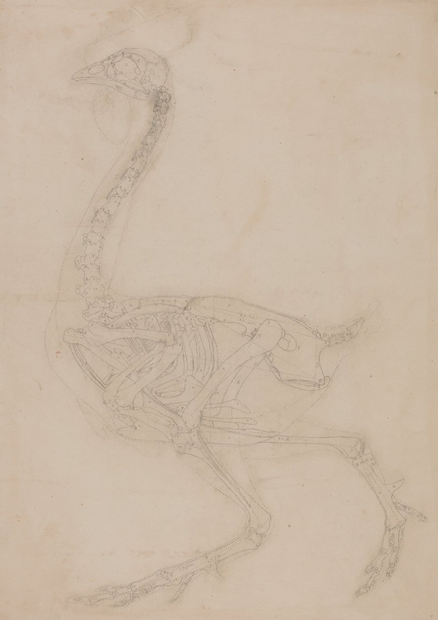 En komparativ anatomisk utstilling av menneskekroppens struktur med en tiger og en ... av George Stubbs