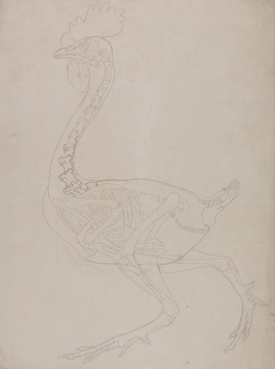 En komparativ anatomisk utstilling av menneskekroppens struktur med en tiger og en ... av George Stubbs