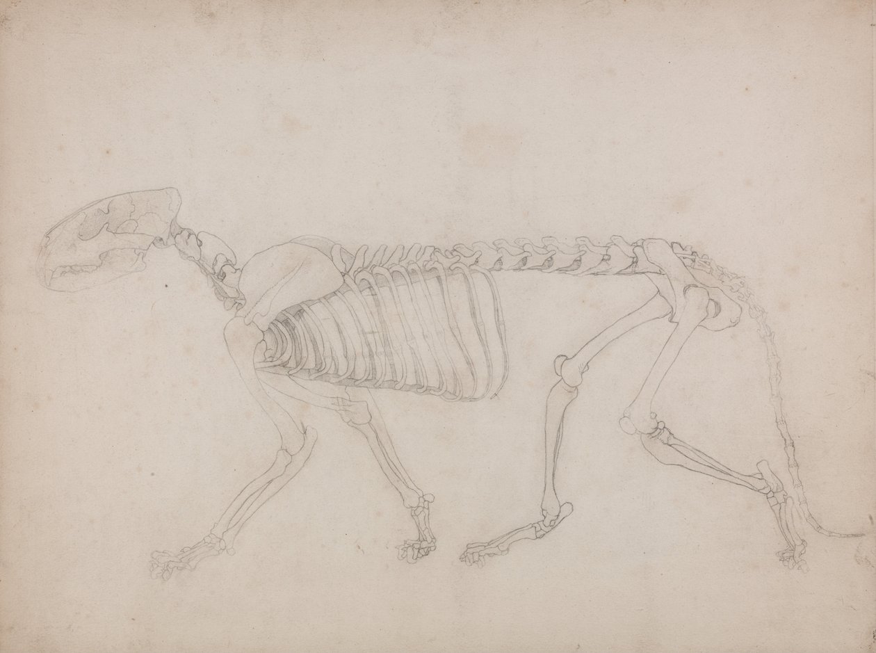 En komparativ anatomisk utstilling av menneskekroppens struktur med en tiger og en ... av George Stubbs