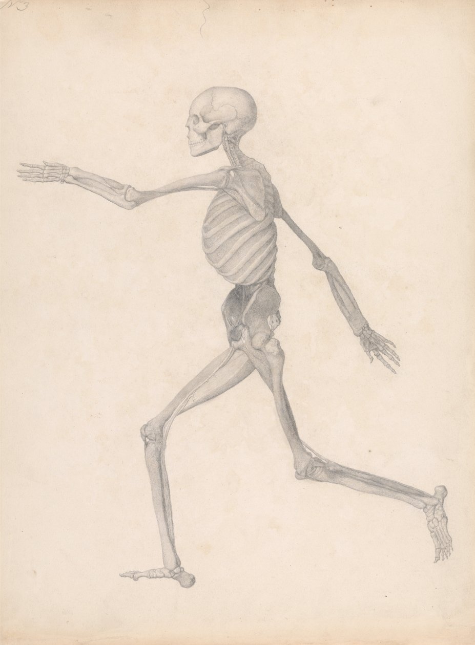 En komparativ anatomisk utstilling av menneskekroppens struktur med en tiger og en ... av George Stubbs