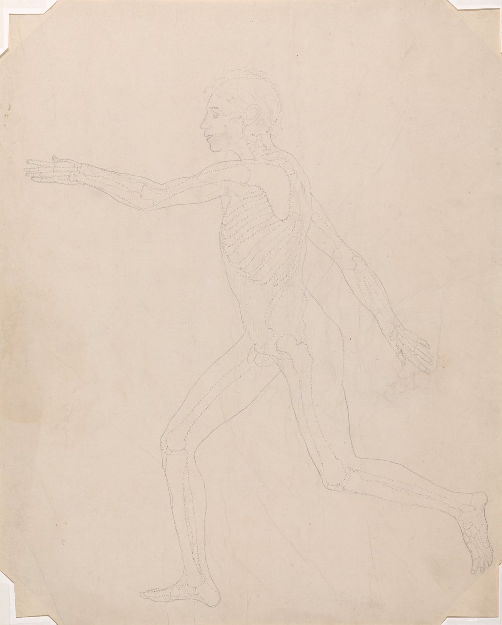 En komparativ anatomisk utstilling av menneskekroppens struktur med en tiger og en ... av George Stubbs