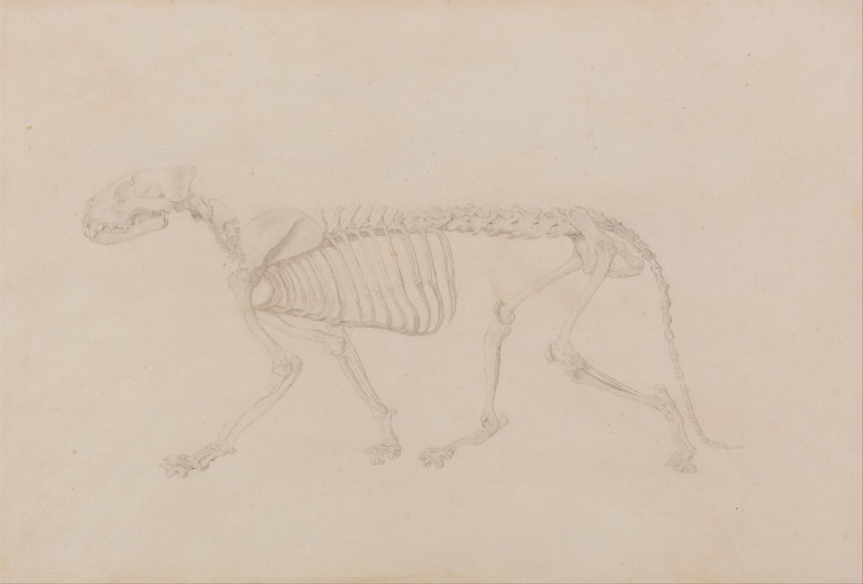 En komparativ anatomisk utstilling av menneskekroppens struktur med en tiger og en ... av George Stubbs