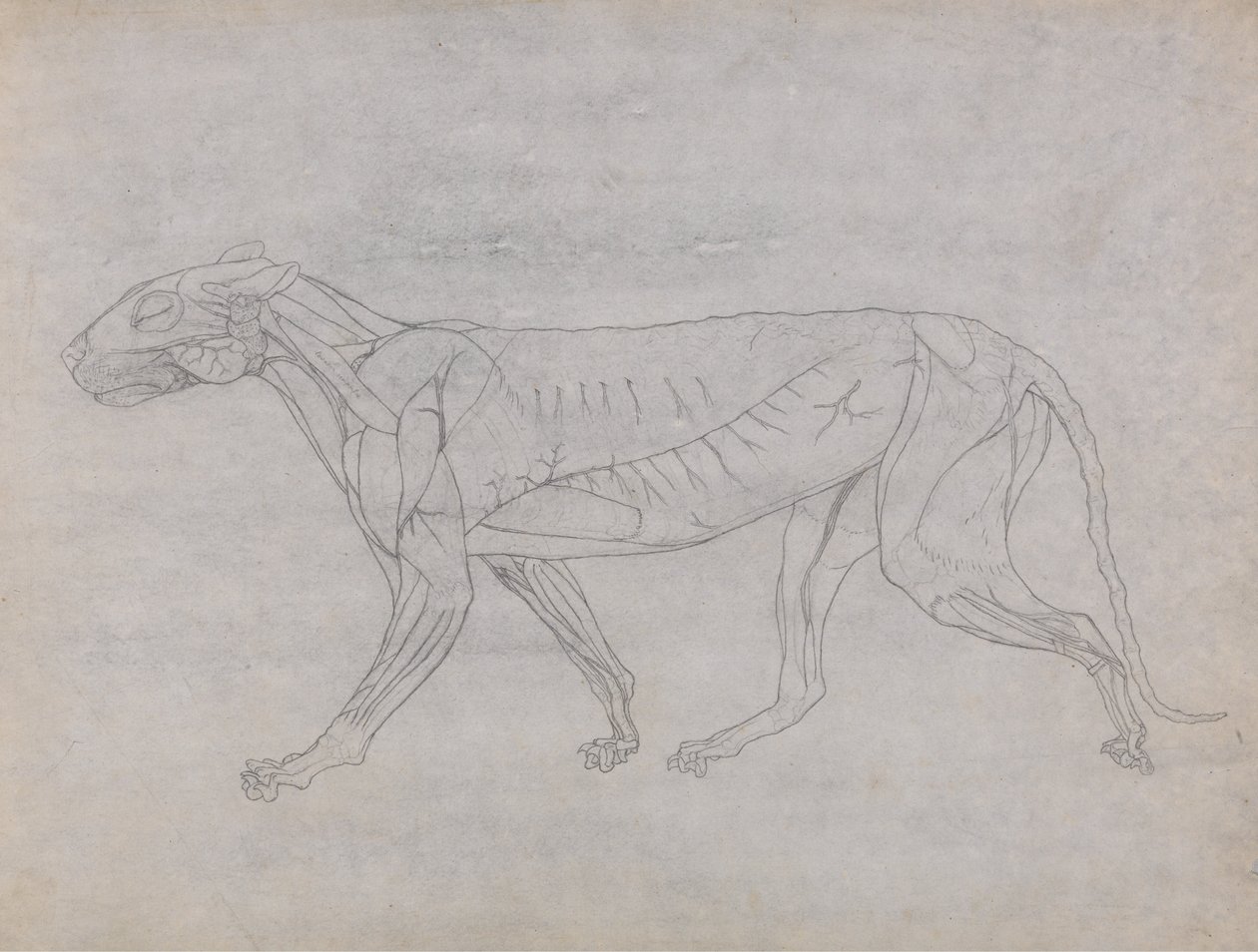 En komparativ anatomisk utstilling av menneskekroppens struktur med en tiger og en ... av George Stubbs