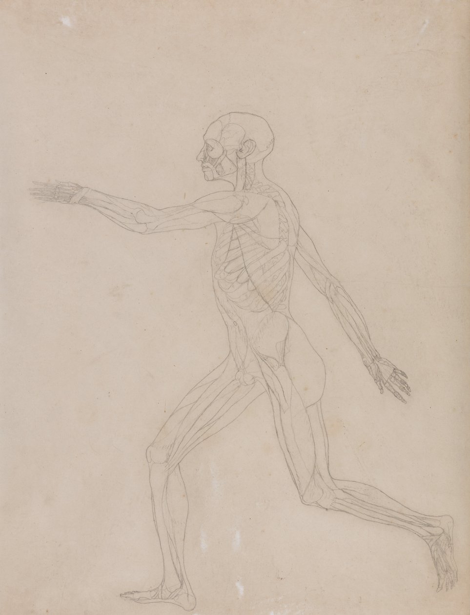 En komparativ anatomisk utstilling av menneskekroppens struktur med en tiger og en ... av George Stubbs