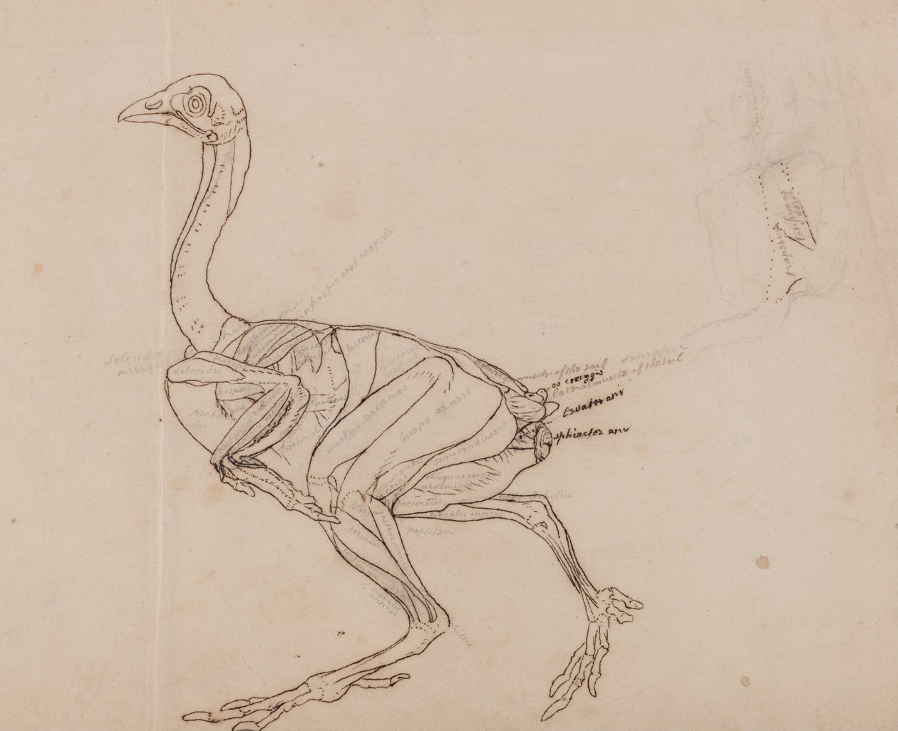 En komparativ anatomisk utstilling av menneskekroppens struktur med en tiger og en ... av George Stubbs