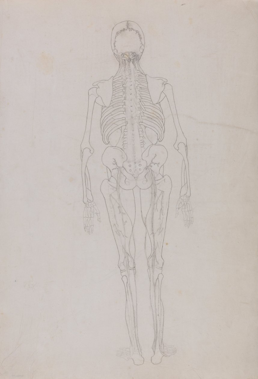 En komparativ anatomisk utstilling av menneskekroppens struktur med en tiger og en ... av George Stubbs