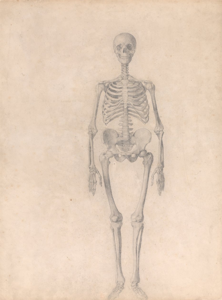 En komparativ anatomisk utstilling av menneskekroppens struktur med en tiger og en ... av George Stubbs