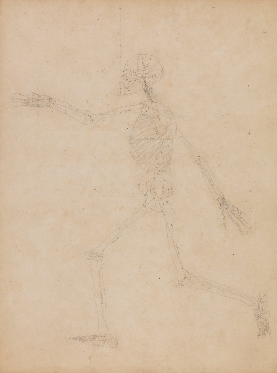 En komparativ anatomisk utstilling av menneskekroppens struktur med en tiger og en ... av George Stubbs