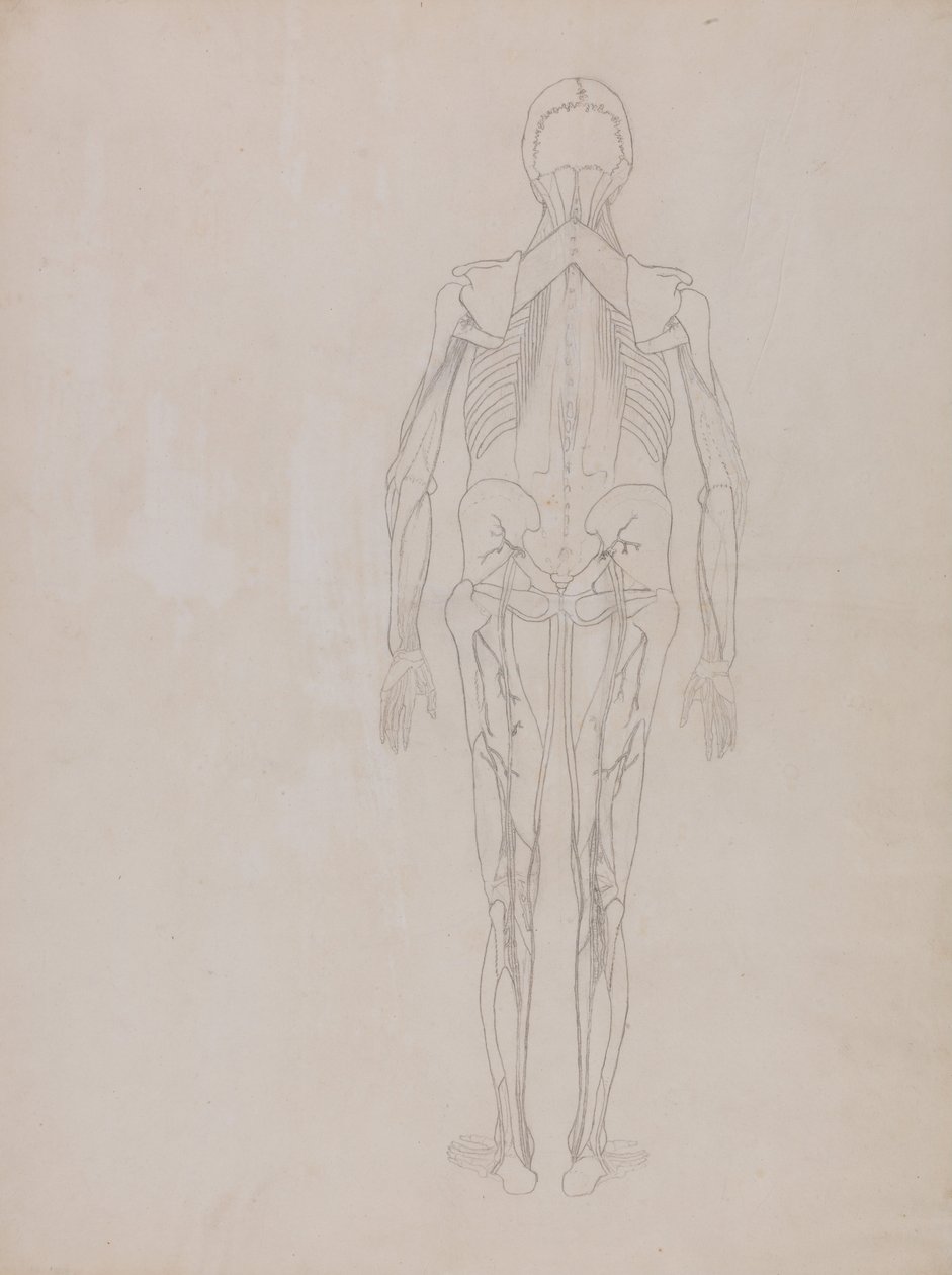 En komparativ anatomisk utstilling av menneskekroppens struktur med en tiger og en ... av George Stubbs