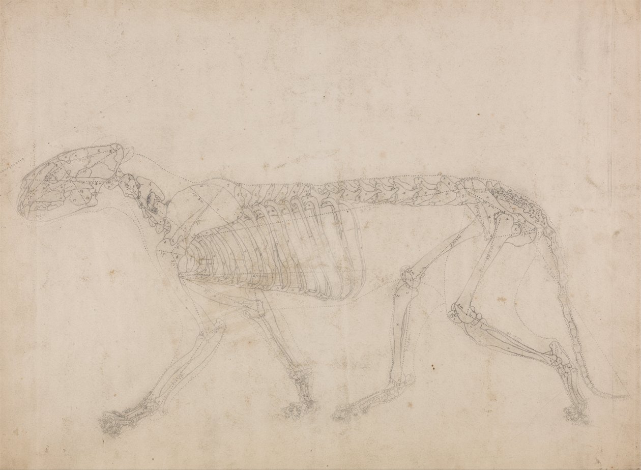 En komparativ anatomisk utstilling av menneskekroppens struktur med en tiger og en ... av George Stubbs