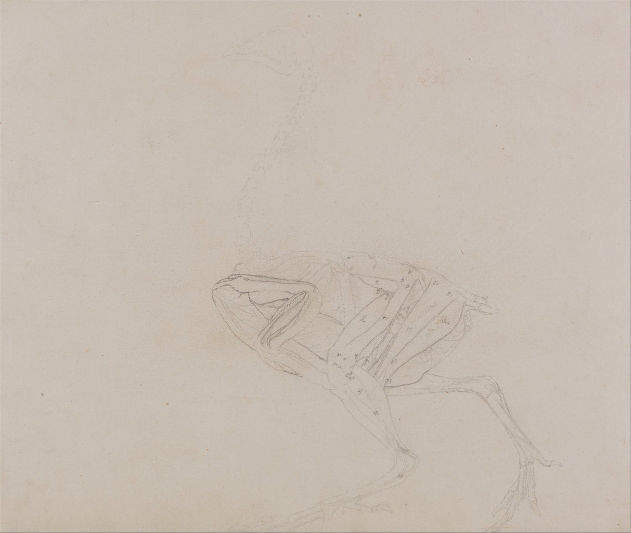 En komparativ anatomisk utstilling av menneskekroppens struktur med en tiger og en ... av George Stubbs