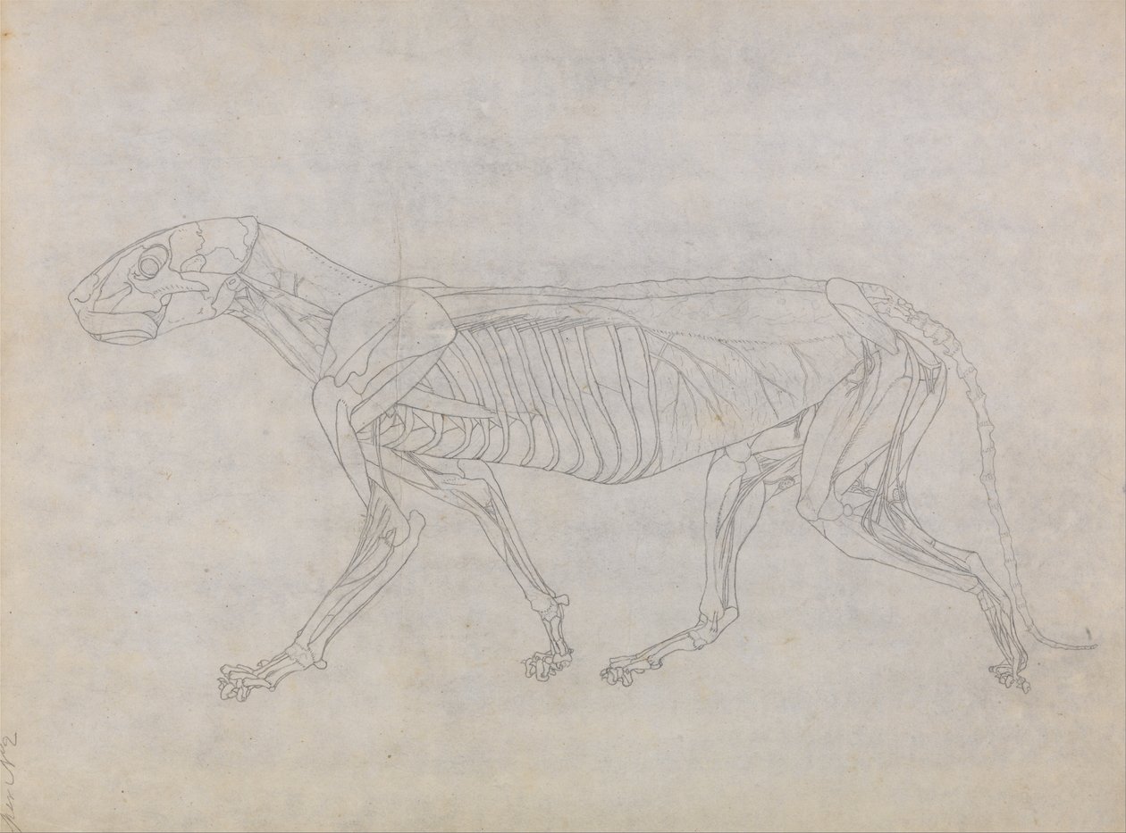 En komparativ anatomisk utstilling av menneskekroppens struktur med en tiger og en ... av George Stubbs