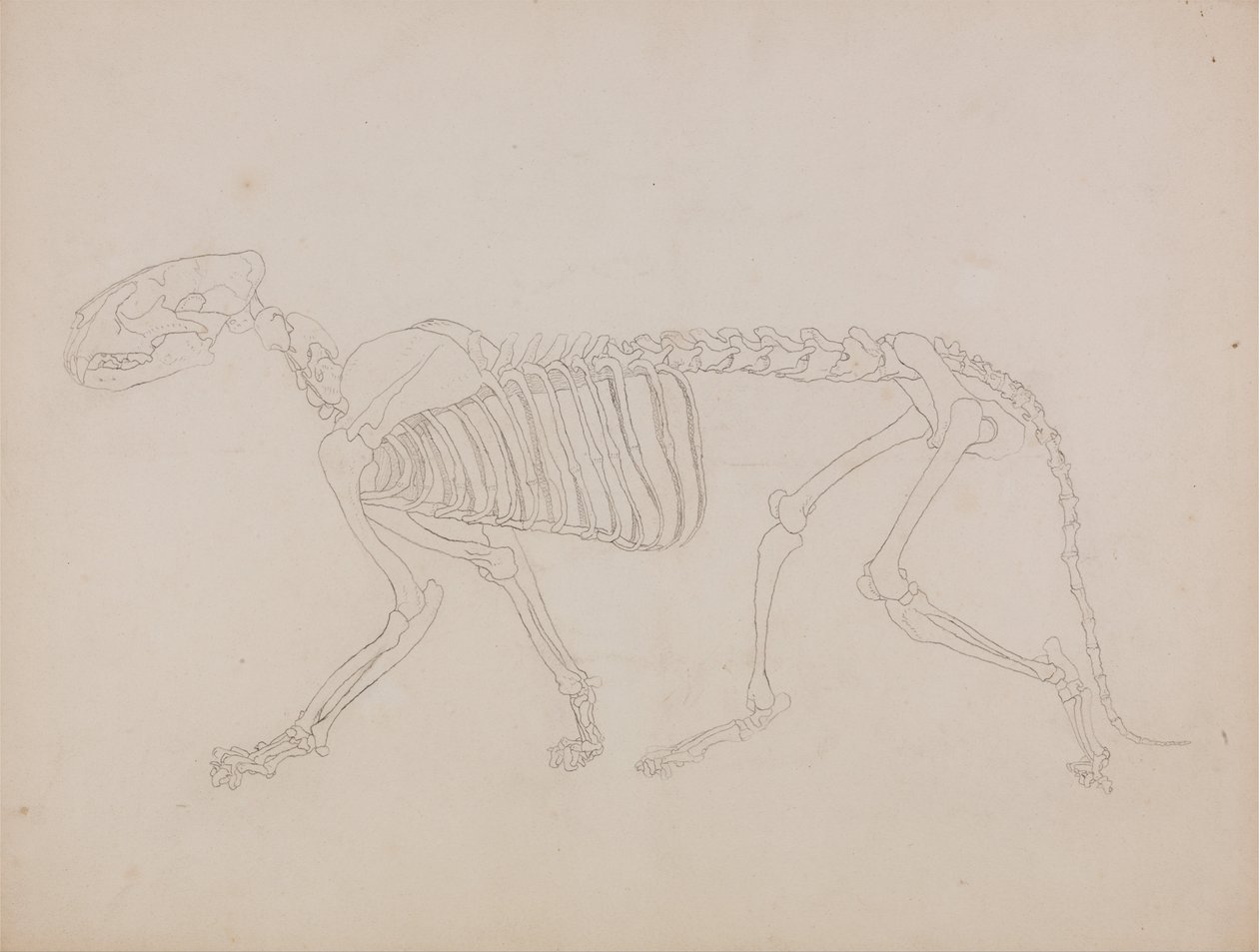 En komparativ anatomisk utstilling av menneskekroppens struktur med en tiger og en ... av George Stubbs
